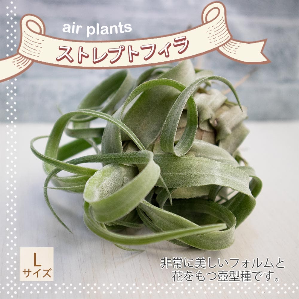 エアープランツチランジアストレプト...