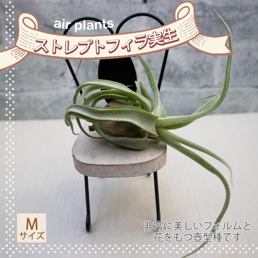 【送料無料】エアープランツ チランジア ストレプトフィラ実生Mサイズ 幅約9cm×高さ約4cm Mサイズ 1個 ティランジア エアプランツ 観葉植物 人気 おしゃれ インテリア 送料無料 即納