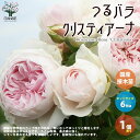 薔薇の苗 クリスティアーナ【花苗 国産接ぎ木苗 6号鉢／1個売り】バラ苗 バラの苗 薔薇苗 薔薇の苗 花苗 花の苗 ローズガーデン イングリッシュガーデン rose バラ園 フラワーガーデン PVP