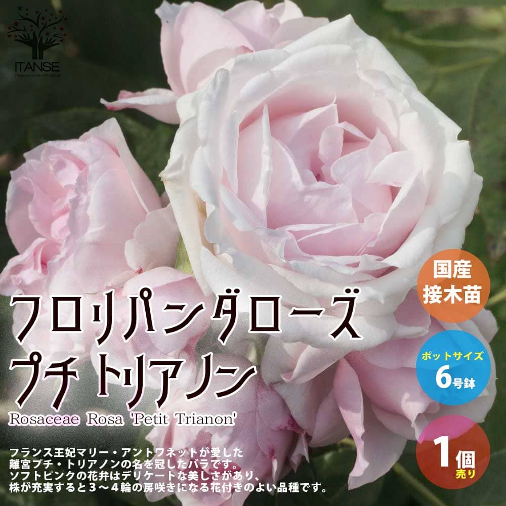 【マラソン中★ポイントUP】薔薇の苗 プチ トリアノン【花苗 国産接ぎ木苗 6号鉢／1個売り】バラ苗 バラの苗 薔薇苗 薔薇の苗 花苗 花の苗 ローズガーデン イングリッシュガーデン rose バラ園 フラワーガーデン PVP