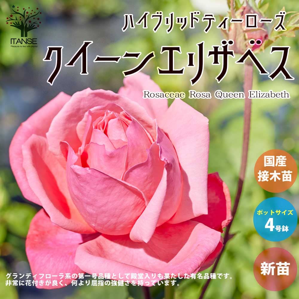 【送料無料】薔薇の苗 クイーンエリザベス (四季咲きハイブリッドティーローズ)【花苗 国産接ぎ木苗 新苗4号ポット／1個売り】バラ苗 バラの苗 薔薇苗 薔薇の苗 花苗 花の苗 ローズガーデン イングリッシュガーデン バラ園 フラワーガーデン