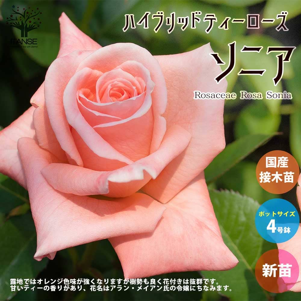 【送料無料】薔薇の苗 ソニア (四季咲きハイブリッドティーローズ)【花苗 国産接ぎ木苗 新苗4号ポット／1個売り】バラ苗 バラの苗 薔薇..