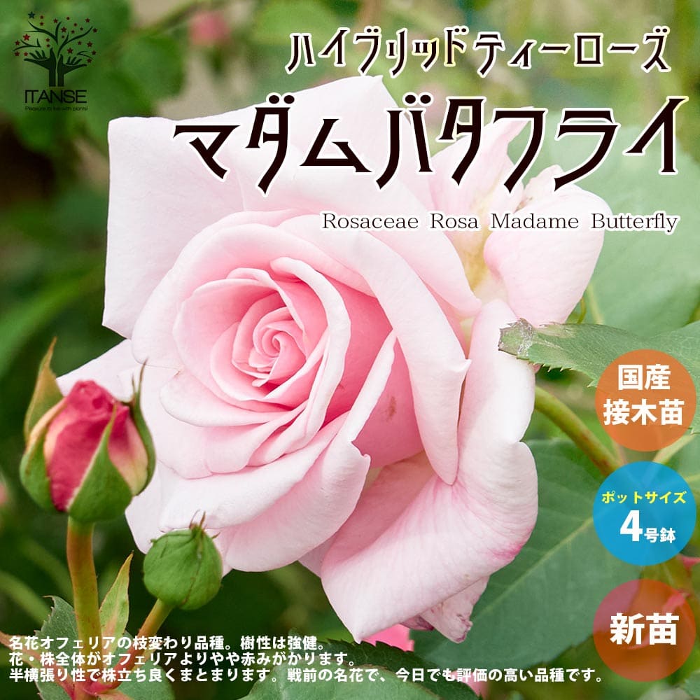 【3月3日入荷／送料無料】薔薇の苗 マダムバタフライ ( 四季咲きハイブリッドティーローズ ) 花苗 国産..