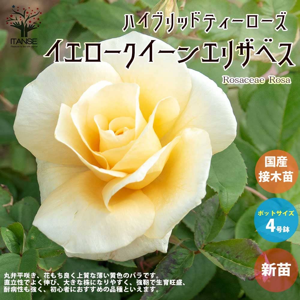 【送料無料】薔薇の苗 イエロークイーンエリザベス (四季咲きハイブリッドティーローズ)【花苗 国産接ぎ木苗 新苗4号ポット／1個売り】バラ苗 バラの苗 薔薇苗 薔薇の苗 花苗 花の苗 ローズガーデン イングリッシュガーデン フラワーガーデン