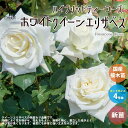 薔薇の苗 ホワイトクイーンエリザベス (四季咲きハイブリッドティーローズ)【花苗 国産接ぎ木苗 新苗4号ポット／1個売り】バラ苗 バラの苗 薔薇苗 薔薇の苗 花苗 花の苗 ローズガーデン イングリッシュガーデン フラワーガーデン