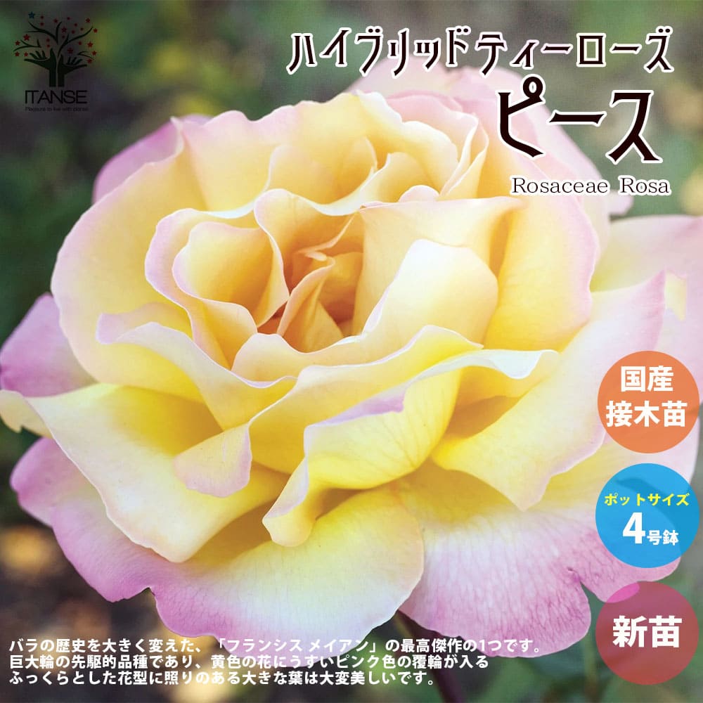 【送料無料】薔薇の苗 ピース 四季咲きハイブリッドティーローズ 【花苗 国産接ぎ木苗 新苗4号ポット／1個売り】バラ苗 バラの苗 薔薇苗 薔薇の苗 花苗 花の苗 ローズガーデン イングリッシュ…