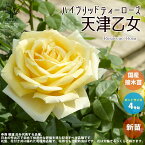 【送料無料】薔薇の苗 天津乙女 (四季咲きハイブリッドティーローズ) 【花苗 国産接ぎ木苗 新苗4号ポット／1個売り】バラ苗 バラの苗 薔薇苗 薔薇の苗 花苗 花の苗 ローズガーデン イングリッシュガーデン rose バラ園 フラワーガーデン