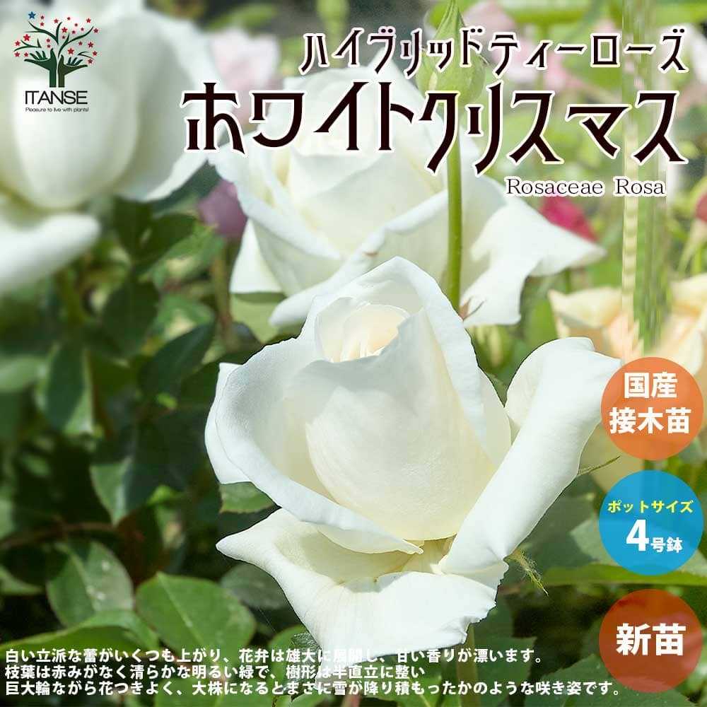 【送料無料】薔薇の苗 ホワイトクリスマス (四季咲きハイブリッドティーローズ)【花苗 国産接ぎ木苗 新苗4号ポット／1個売り】バラ苗 バラの苗 薔薇苗 薔薇の苗 花苗 花の苗 ローズガーデン イングリッシュガーデン バラ園 フラワーガーデン