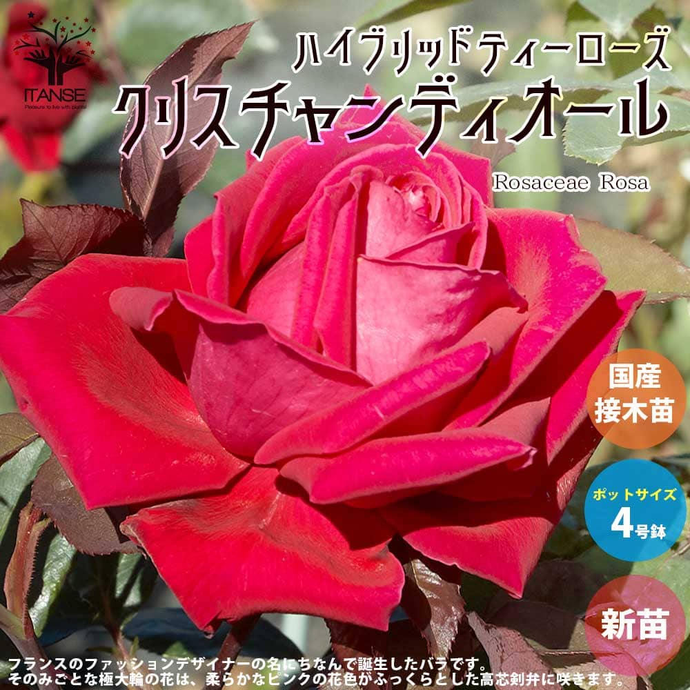 【送料無料】薔薇の苗 クリスチャンディオール (四季咲きハイブリッドティーローズ)【花苗 国産接ぎ木苗 新苗4号ポット／1個売り】バラ苗 バラの苗 薔薇苗 薔薇の苗 花苗 花の苗 ローズガーデン イングリッシュガーデン フラワーガーデン