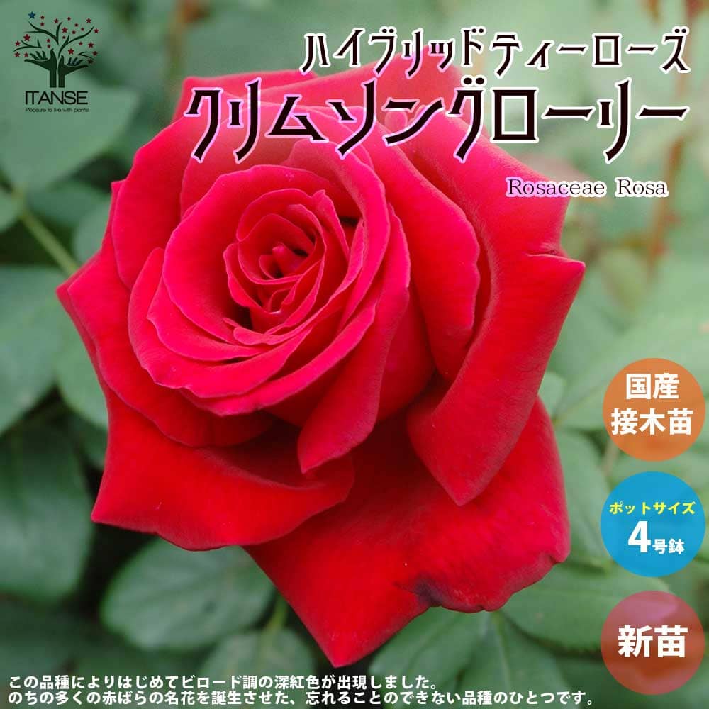 【送料無料】薔薇の苗 クリムソングローリー (四季咲きハイブリッドティーローズ)【花苗 国産接ぎ木苗 新苗4号ポット／1個売り】バラ苗 バラの苗 薔薇苗 薔薇の苗 花苗 花の苗 ローズガーデン イングリッシュガーデン バラ園 フラワーガーデン