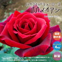 【ポイント2倍★マラソン期間】薔薇の苗 パパメイアン ( 四季咲きハイブリッドティーローズ ) 花苗 国産接ぎ木苗 新苗4号ポット 1個売り バラ苗 バラの苗 ...