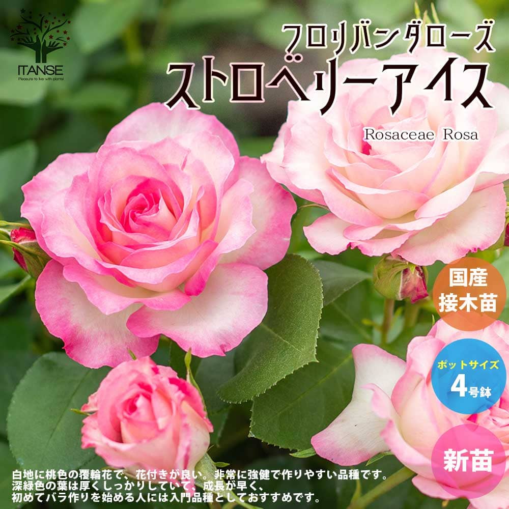【3月3日入荷／ポイントUP★マラソン期間】薔薇の苗 ストロベリーアイス ( 四季咲きフロリバンダローズ ) 花苗 国産接ぎ木苗 新苗4号ポット 1個売り バラ苗 バラの苗 薔薇苗 薔薇の苗 花苗 花の苗 ローズガーデン イングリッシュガーデン rose バラ園 フラワーガーデン 即納