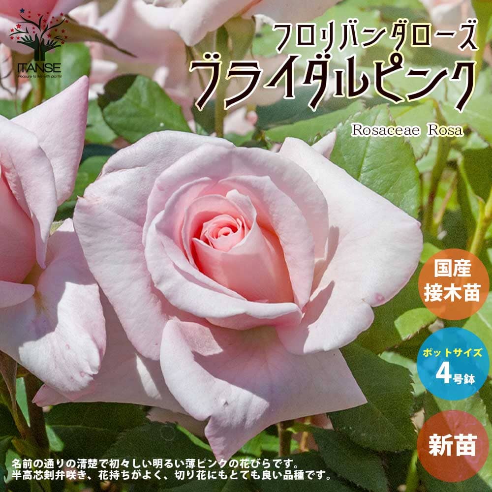 【送料無料】薔薇の苗 ブライダルピンク 四季咲きフロリバンダローズ 【花苗 国産接ぎ木苗 新苗4号ポット／1個売り】バラ苗 バラの苗 薔薇苗 薔薇の苗 花苗 花の苗 ローズガーデン イングリッ…