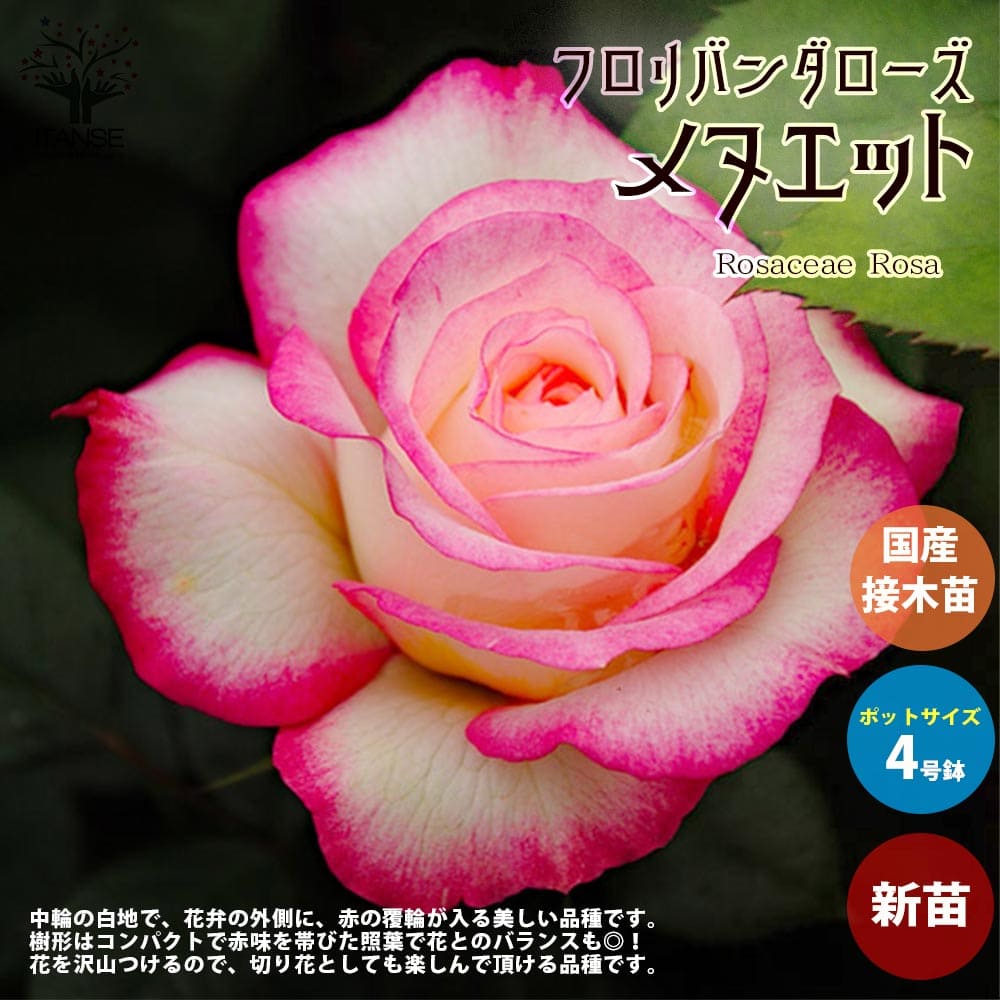 【送料無料】薔薇の苗 メヌエット ( 四季咲きフロリバンダローズ ) 花苗 国産接ぎ木苗 新苗4号ポ ...