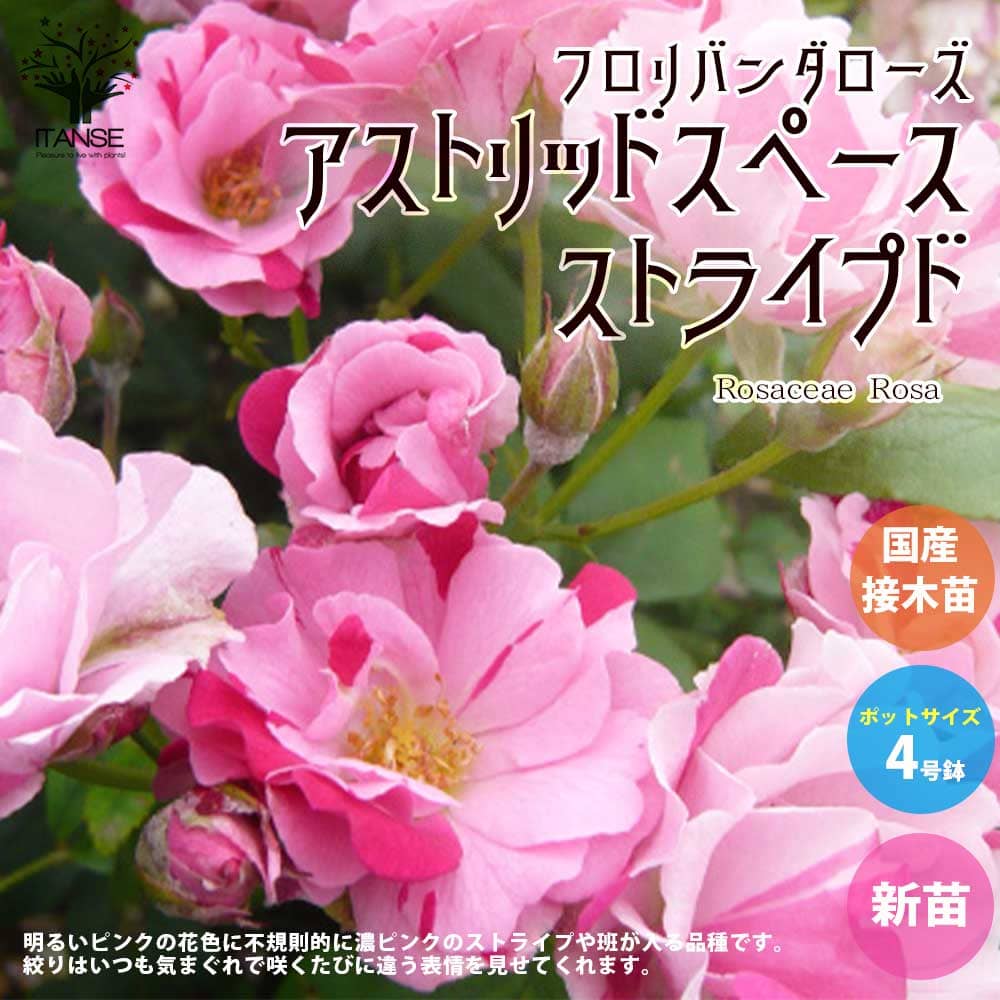 【送料無料】薔薇の苗 アストリッドスペースストライプド (四季咲きフロリバンダローズ)【花苗 国産接ぎ木苗 新苗4号ポット／1個売り】バラ苗 バラの苗 薔薇苗 薔薇の苗 花苗 花の苗 ローズガーデン イングリッシュガーデン フラワーガーデン