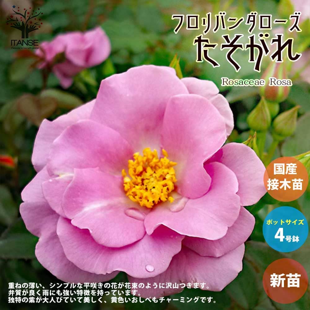 【送料無料】薔薇の苗 たそがれ (四季咲きフロリバンダローズ)【花苗 国産接ぎ木苗 新苗4号ポット／1個売り】バラ苗 バラの苗 薔薇苗 薔薇の苗 花苗 花の苗 ローズガーデン イングリッシュガーデン rose バラ園 フラワーガーデン