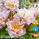 【P2倍★マラソン期間中】薔薇の苗 ラベンダーピノキオ (四季咲きフロリバンダローズ)【花苗 国産接ぎ木苗 新苗4号ポット/1個売り】バラ苗 バラの苗 薔薇苗 ...