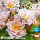 薔薇の苗 ラベンダーピノキオ (四季咲きフロリバンダローズ)【花苗 国産接ぎ木苗 新苗4号ポット／1個売り】バラ苗 バラの苗 薔薇苗 薔薇の苗 花苗 花の苗 ローズガーデン イングリッシュガーデン rose バラ園 フラワーガーデン