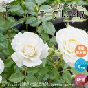 薔薇の苗 エーデルワイス (四季咲きフロリバンダローズ)【花苗 国産接ぎ木苗 新苗4号ポット／1個売り】バラ苗 バラの苗 薔薇苗 薔薇の苗 花苗 花の苗 ローズガーデン イングリッシュガーデン rose バラ園 フラワーガーデン