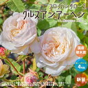 【マラソン中★ポイントUP】薔薇の苗 グルス アン アーヘン (四季咲きフロリバンダローズ)【花苗 国産接ぎ木苗 新苗4号ポット／1個売り..