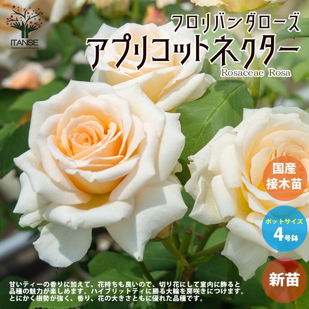 【送料無料】薔薇の苗 アプリコットネクター 四季咲きフロリバンダローズ 【花苗 国産接ぎ木苗 新苗4号ポット／1個売り】バラ苗 バラの苗 薔薇苗 薔薇の苗 花苗 花の苗 ローズガーデン イング…