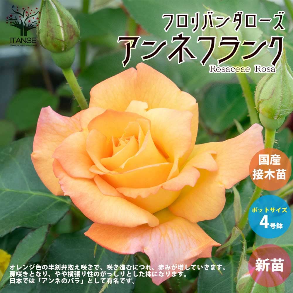 【送料無料】薔薇の苗 アンネフランク (四季咲きフロリバンダローズ)【花苗 国産接ぎ木苗 新苗4号ポット／1個売り】バラ苗 バラの苗 薔薇苗 薔薇の苗 花苗 花の苗 ローズガーデン イングリッシュガーデン rose バラ園 フラワーガーデン