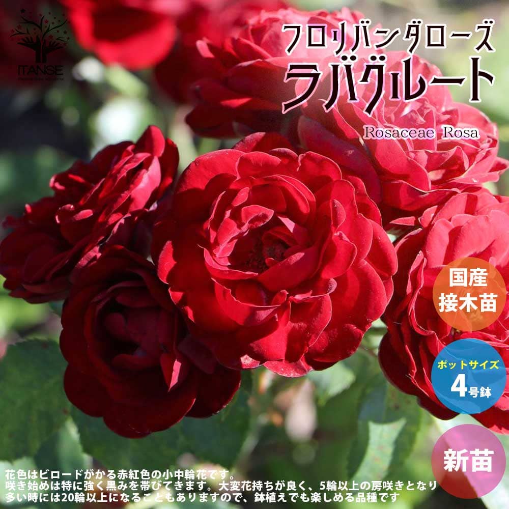 【送料無料】薔薇の苗 ラバグルート (四季咲きフロリバンダローズ)【花苗 国産接ぎ木苗 新苗4号ポット／1個売り】バラ苗 バラの苗 薔薇苗 薔薇の苗 花苗 花の苗 ローズガーデン イングリッシュガーデン rose バラ園 フラワーガーデン