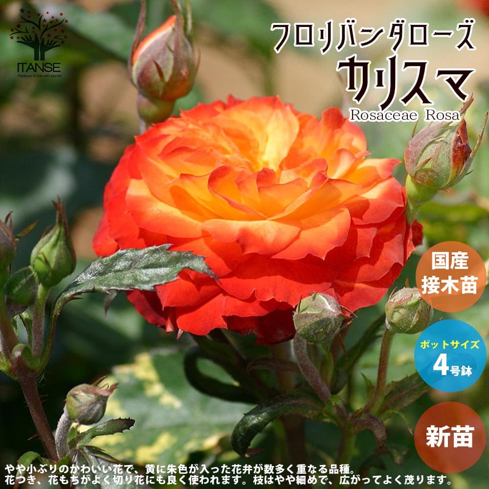 【送料無料】薔薇の苗 カリスマ 四季咲きフロリバンダローズ 【花苗 国産接ぎ木苗 新苗4号ポット／1個売り】バラ苗 バラの苗 薔薇苗 薔薇の苗 花苗 花の苗 ローズガーデン イングリッシュガー…