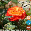 薔薇の苗 カリスマ (四季咲きフロリバンダローズ)【花苗 国産接ぎ木苗 新苗4号ポット／1個売り】バラ苗 バラの苗 薔薇苗 薔薇の苗 花苗 花の苗 ローズガーデン イングリッシュガーデン rose バラ園 フラワーガーデン