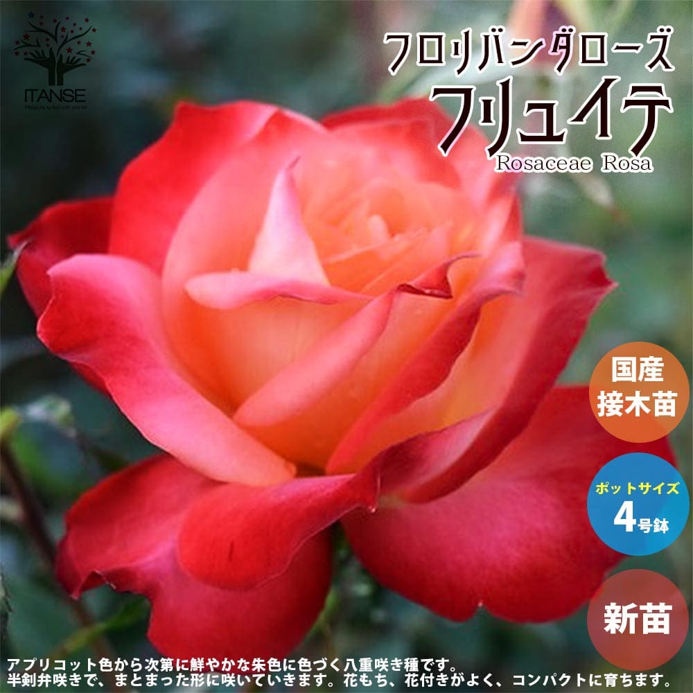 【マラソン中★ポイントUP】薔薇の苗 フリュイテ (四季咲きフロリバンダローズ)【花苗 国産接ぎ木苗 新苗4号ポット／1個売り】バラ苗 バラの苗 薔薇苗 薔薇の苗 花苗 花の苗 ローズガーデン イングリッシュガーデン rose バラ園 フラワーガーデン