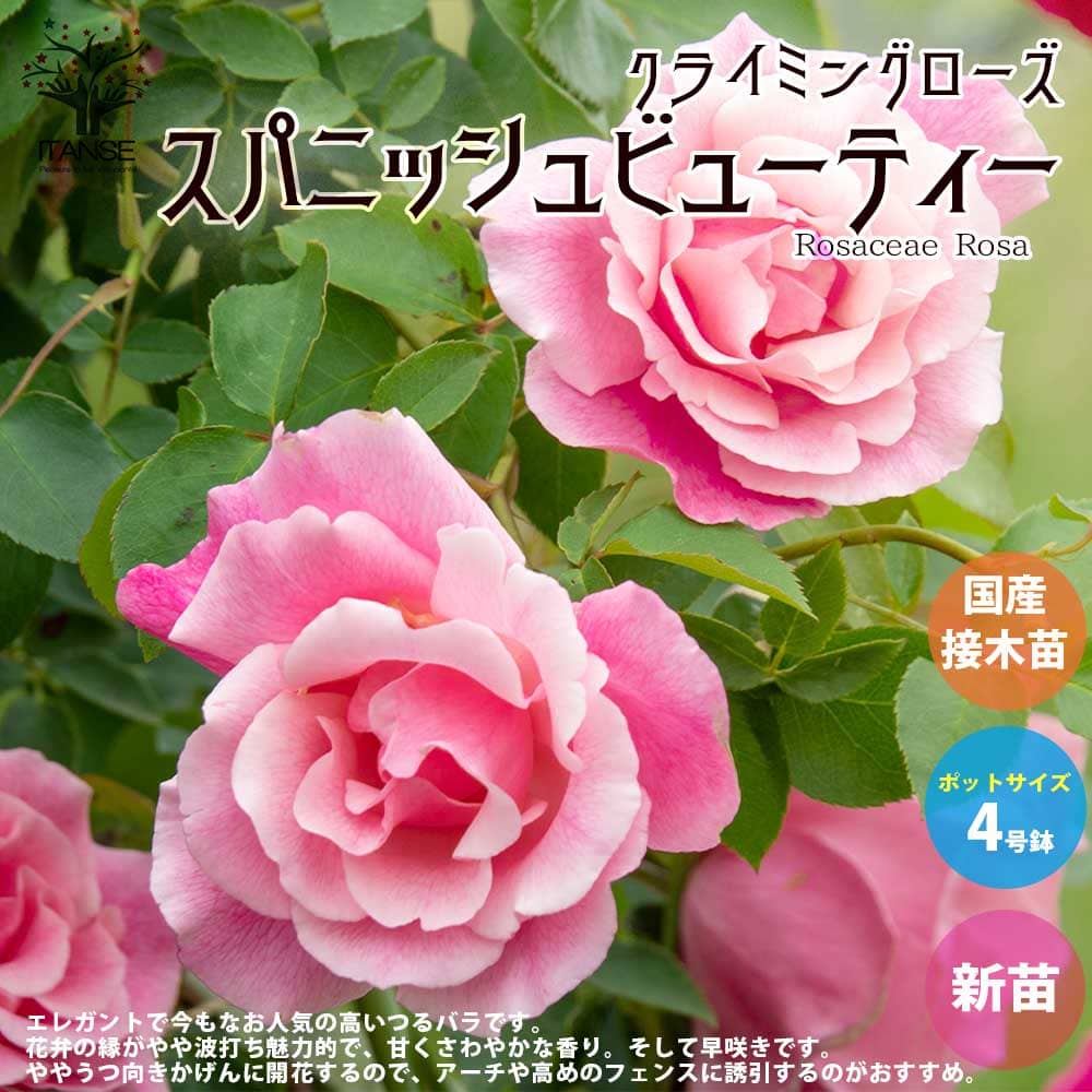 【送料無料】薔薇の苗 スパニッシュビューティー (クライミングローズ)【花苗 国産接ぎ木苗 新苗4号ポット／1個売り】バラ苗 バラの苗 薔薇苗 薔薇の苗 花苗 花の苗 ローズガーデン イングリッシュガーデン rose バラ園 フラワーガーデン