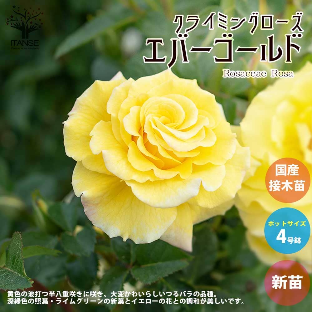 【送料無料】薔薇の苗 エバーゴールド (クライミングローズ)