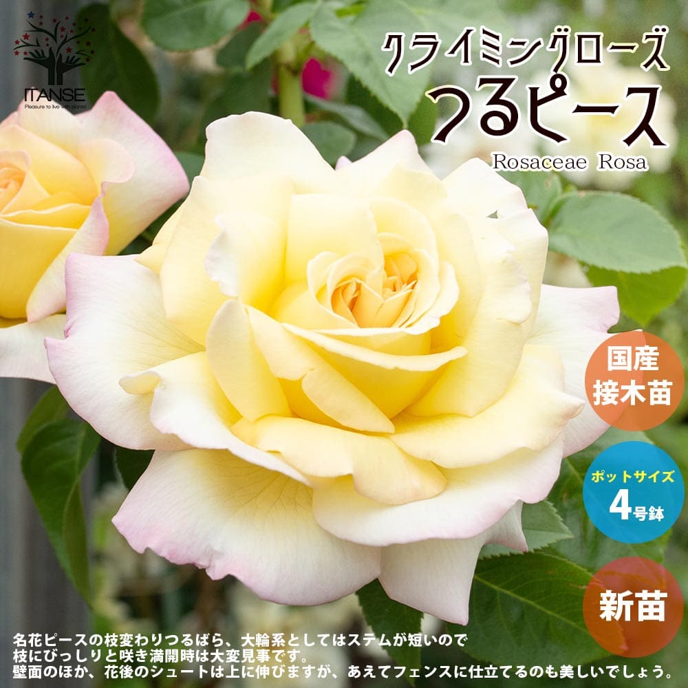 【送料無料】薔薇の苗 つるピース クライミングローズ 【花苗 国産接ぎ木苗 新苗4号ポット／1個売り】バラ苗 バラの苗 薔薇苗 薔薇の苗 花苗 花の苗 ローズガーデン イングリッシュガーデン ro…