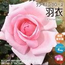 薔薇の苗 羽衣 (Hagoromo) (クライミングローズ)バラ苗 バラの苗 薔薇苗 薔薇の苗 花苗 花の苗 ローズガーデン イングリッシュガーデン rose バラ園 フラワーガーデン