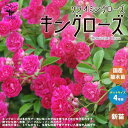 薔薇の苗 キングローズ クライミングローズ 【花苗 国産接ぎ木苗 新苗4号ポット／1個売り】バラ苗 バラの苗 薔薇苗 薔薇の苗 花苗 花の苗 ローズガーデン イングリッシュガーデン rose バラ園 …