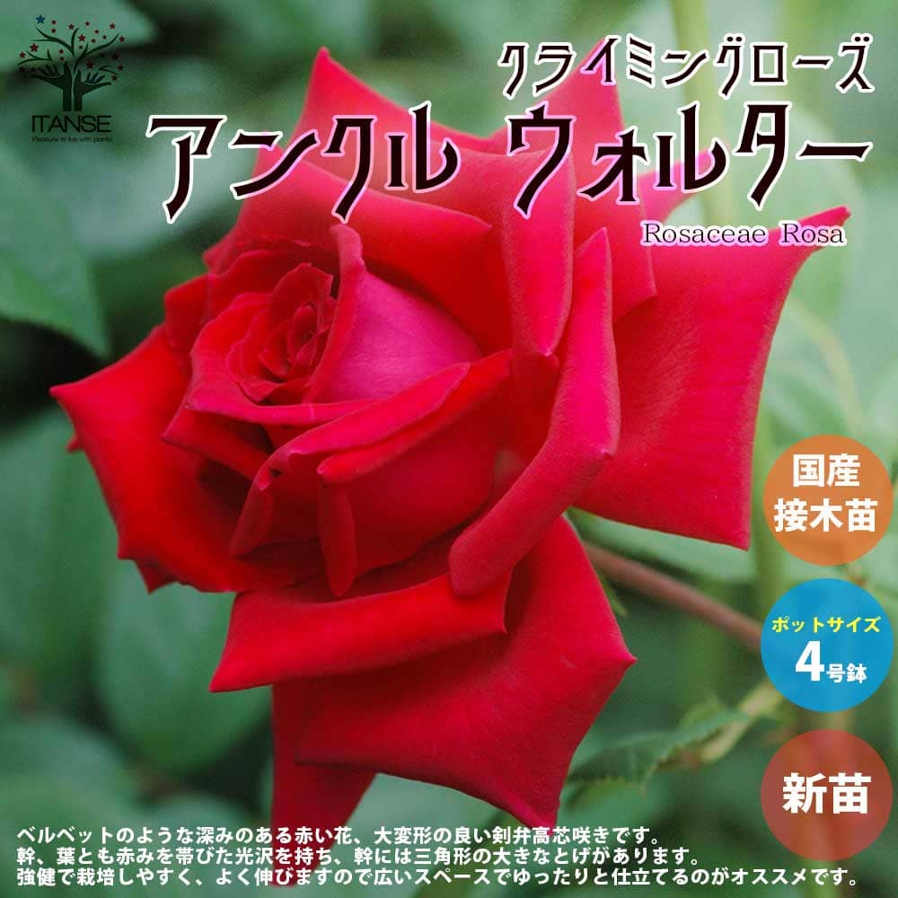 【送料無料】薔薇の苗 アンクル ウォルター (クライミングローズ)【花苗 国産接ぎ木苗 新苗4号ポット／1個売り】バラ苗 バラの苗 薔薇苗 薔薇の苗 花苗 花の苗 ローズガーデン イングリッシュガーデン rose バラ園 フラワーガーデン