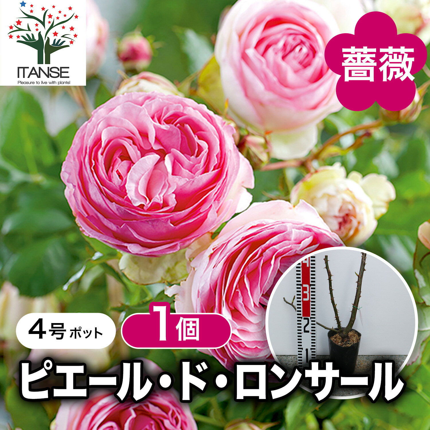ピエールドゥロンサール4号ポット1...