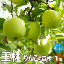 ITANSE りんごの苗木 王林 果樹の苗木 4〜5号ポット 1個売り 果樹苗 果樹の苗 林檎 りんごの苗 アップル apple 果樹 りんご リンゴ 送料無料...