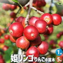 【P2倍★マラソン期間中】姫リンゴ (ヒメリンゴ)【果樹の苗木 5号鉢/1個売り】果樹の苗 果樹の苗木 果樹の木 姫りんご 姫林檎 イヌリンゴ