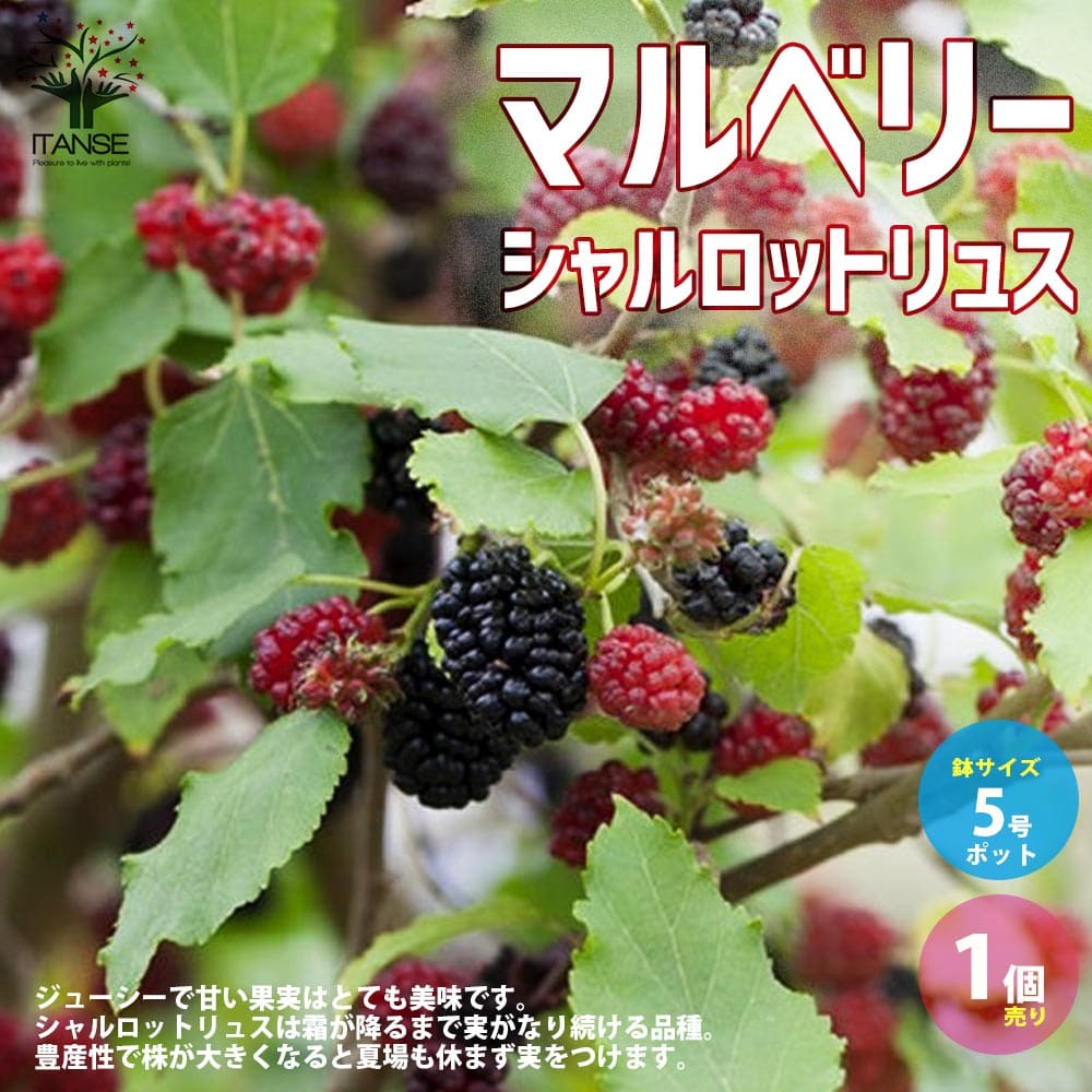 【送料無料】四季成り豊産種マルベリー シャルロットリュス【果樹の苗木 5号ポット大苗／1個売り】クワ苗 桑苗 桑の木苗 マルベリー苗 大実 PVP