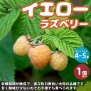 【P2倍★マラソン期間中】ラズベリーの苗木 イエローラズベリー【果樹の苗木 4〜5号/1個売り】ラズベリー苗 ラズベリーの苗木 木苺 木いちご 木イチゴ キイチ...