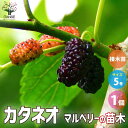 【P2倍★マラソン期間中】マルベリー(桑の木) カタネオ 接木【果樹の苗木 接木苗5号鉢】果樹苗 果樹の苗木 果樹の木 マルベリー 桑の木