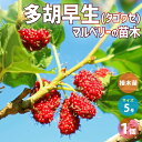 【P2倍★マラソン期間中】マルベリー(桑の木) 多胡早生 接木【果樹の苗木 接木苗5号鉢】果樹苗 果樹の苗木 果樹の木 マルベリー 桑の木