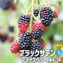 【P2倍★マラソン期間中】ブラックベリーの苗木 ブラックサテン【果樹の苗 1年生挿し木苗12cmポット/1個売り】果樹の苗木 果樹苗 ブラックベリー 苗木 キイ...