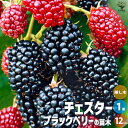 チェスターは、ブラックベリーの中でも比較的甘みが強い品種です。酸味と甘味のバランスが良く、濃厚な味わいが楽しめます。普通のブラックベリーには枝にトゲがあるのですが、チェスターにはトゲがほとんどないので、家庭菜園でも安心して収穫することができます。また、つるが長く伸びるタイプですので、フェンスなどに誘引すると，見栄えよく育てることができます。ブラックベリーの実には、アントシアニンなどのポルフェノールや食物繊維、ビタミンなどが多く含まれていると言われいます。ベリー系の甘みと酸味が感じられる実は、ジャムや洋菓子などに広く用いられています。また、葉を乾燥させて煮出してブラックベリーリーフティーとしても楽しめます。学名：Rubusfruticosus'Chester'タイプ：バラ科キイチゴ属耐寒性落葉低木英名：Blackberry開花時期：5〜6月頃収穫時期：7〜8月頃果実の大きさ：約5g平均糖度：約11度結実年数：1〜2年自家結実性：あり(1本で実がなります)樹高：1.0〜1.5m(つる性)耐寒性：強い耐暑性：強い【育て方】■日当たり・置き場所日光を好みますので、日当たりが良い場所で管理しましょう。■用土水はけの良い土壌を好みます。市販の果樹用培養土を使用するか、赤玉土小粒7、腐葉土3の割合で配合したものがよいでしょう。■水やり鉢植えの場合は、土の表面が乾いたら、鉢底から流れ出るぐらいたっぷり与えてください。地植えの場合は、根付いたら基本的に必要ありません。雨が降らない日が続いたら水やりをしましょう。乾燥に弱いので、若木のうちは、夏場の乾燥に注意してください。敷き藁などでマルチングをするなどして、乾燥対策をするとよいでしょう。■肥料基本的に必要としません。生長が悪いようなら、収穫後と2月頃に、即効性の化成肥料を適量施してください。12月頃に寒肥として、有機肥料を施しましょう。2月、6月、9月に有機質肥料か、即効性の化成肥料を施しましょう。■植え替え適期は12月〜2月で、2〜3年に1回を目安に植え替えましょう。■剪定冬と夏の年2回、剪定を行います。冬の剪定：適期は12〜2月頃です。前年度に伸びた枝から花芽がつくので、ある程度残す必要があります。前年枝を長さ70〜80cm程残して、切り落としましょう。夏の剪定：適期は6〜7月頃です。着果した枝は、年内に株元から枯死しますので、収穫が終わったら早めに基部から切り、新しく伸びているシュートを育ててください。■病害虫灰色かび病、モモチョッキリゾウムシ、コガネムシ、カイガラムシなどに注意してください。【お読みください】植物には個体差があり、お届け時には掲載画像と異なったイメージになる場合が御座います。背丈・株張りなどは出荷タイミングや季節などで、小さくなったり大きくなったりします。植物の状態を確認し、生育に問題が無い事を確認して出荷しております。ご了承ください。【検索キーワード】果樹の苗木 果樹苗 ブラックベリー black berry 苗木 チェスター キイチゴ Rubus fruticosus 'Chester' ビタミン 豊富 きいちご 木苺 甘め トゲなし 自家結実性 ジャム 洋菓子 果樹苗 簡単栽培 家庭菜園 シンボルツリー 庭園 庭園果樹 果樹畑 つる性 落葉低木 落葉 ワイン スイーツ ガーデニング 通販 販売 プレゼント ギフト 贈り物 父の日 母の日 敬老の日 育て方 育てやすい ITANSE イタンセ 送料無料