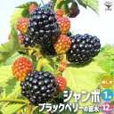 【送料無料】ブラックベリーの苗木 ジャンボ 【果樹の苗 1年生挿し木苗12cmポット／1個売り】果樹の苗木 果樹苗 ブラックベリー 苗木 キイチゴ 木苺