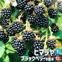 【P2倍★マラソン期間中】ブラックベリーの苗木 ヒマラヤ【果樹の苗 1年生挿し木苗12cmポット/1個売り】果樹の苗木 果樹苗 ブラックベリー 苗木 キイチゴ ...