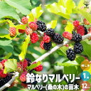 【P2倍★マラソン期間中】マルベリー(桑の木) 鈴なりマルベリー【果樹の苗 1〜2年生挿し木苗12cmポット/1個売り】果樹の苗 果樹の苗木 果樹の木 マルベリ...