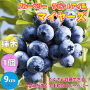 【SS期間全品10%OFF】ブルーベリー 苗木 マイヤーズ 果樹苗 9cmポット 挿し木苗 1個 ラビットアイ系 ぶるーべりー 自家結実性 植木 庭木 生垣 生け垣 垣根 目隠し シンボルツリー ベランダ 果樹園 挿木 送料無料 即納
