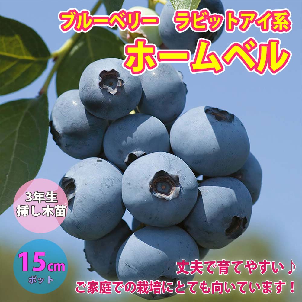 【送料無料】ブルーベリー 苗木 ホームベル【果樹苗 3年生 挿し木苗 15cmポット/1個】ラビットアイ系 ..